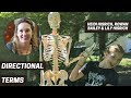 Anatomical Directional Terms
