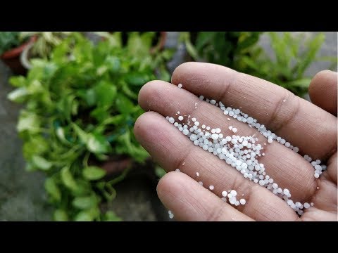 इसके कुछ दाने पौधों में डालिए, फिर जो होगा, वो देखकर आपके होश उड़ जाएंगे!