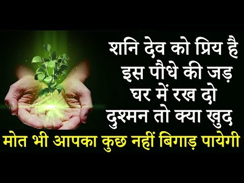 शनि देव को प्रिय है इस पौधे की जड़ घर में रख दो खुद देखो 24 घंटे के अंदर चमत्कार