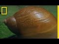 Parasite Effects on Snails