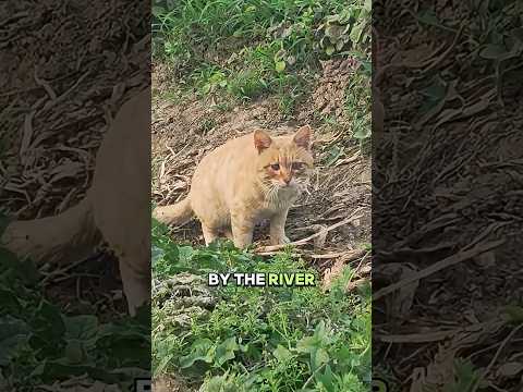 This little kitten is blind.Every day, it wanders by the river, surviving by scavenging dead fish.