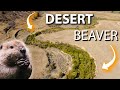 Beavers and Their Impact on North American Deserts