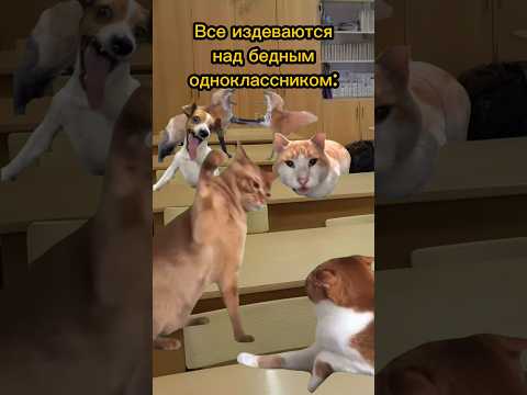 Одноклассник довел Тихоню😱 Пародия на @Danya_rodnoy #cat #мем #фрет