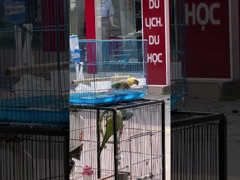 Smart Parrots Escape the Cage! 😍