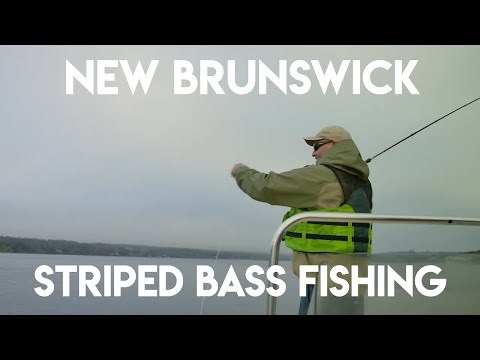 New Brunswick's Incredible Striped Bass Fishery