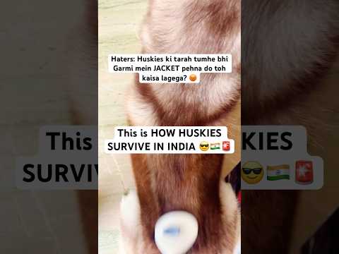 Thatโs how HUSKIES thrive in INDIA ๐๐ฎ๐ณ๐จ #husky #siberianhusky #dogsinindia