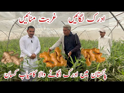 A Farmer Growing Ginger in Pakistan l Ginger Cultivation in Pakistan New #farming and #business idea