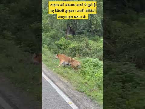 Tiger ने ज़िन्दगी बक्श दी | वीडियो बनाने के लिए पर्यटक की ज़िन्दगी खतरे मैं दाल दी ड्राइवर ने।