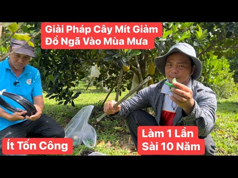 Thăm vườn Mít Ruột Đỏ 17 tháng để trái và giải pháp để khắc phục nỗi lo mùa mưa để mít không đổ ngã