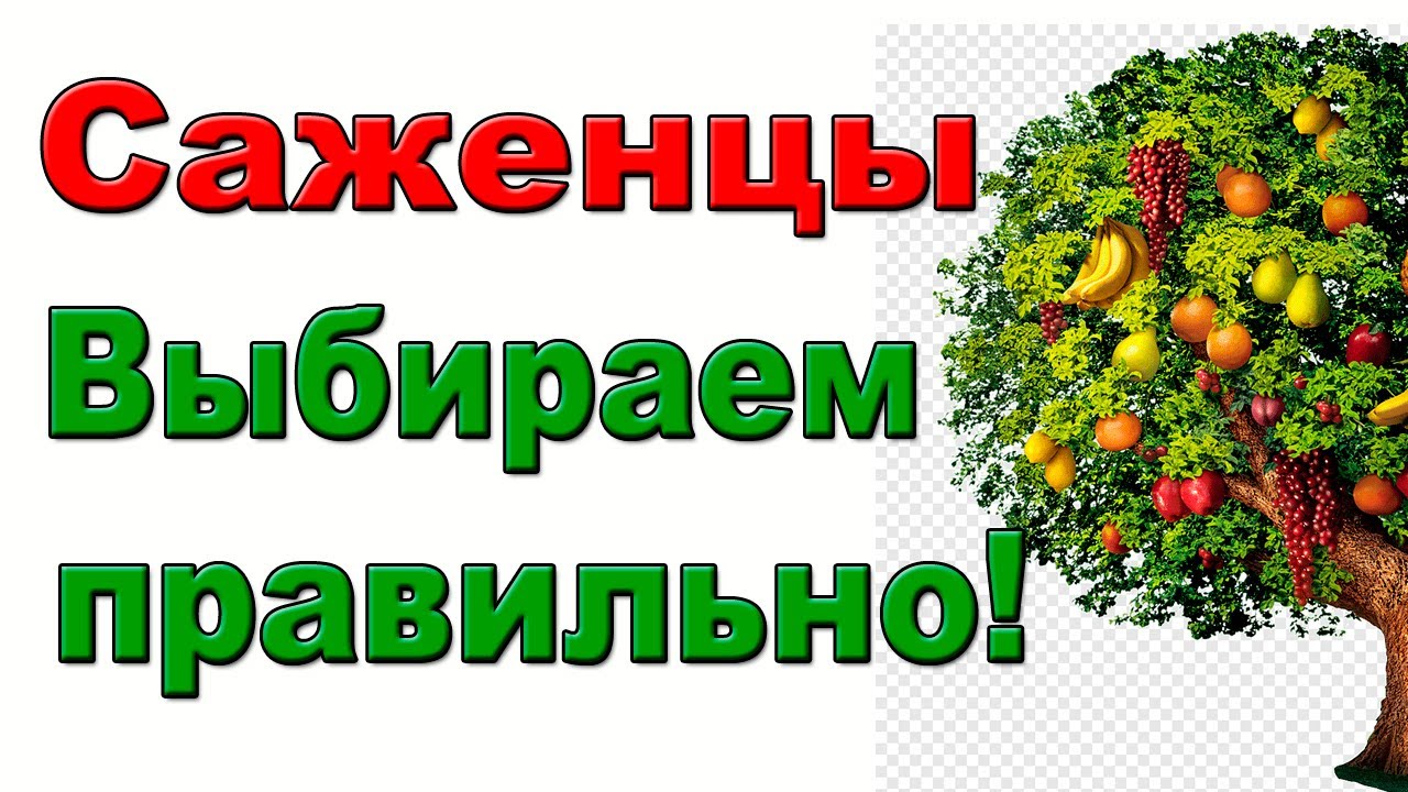 Саженцы. Как выбрать надежные саженцы. По- взрослому