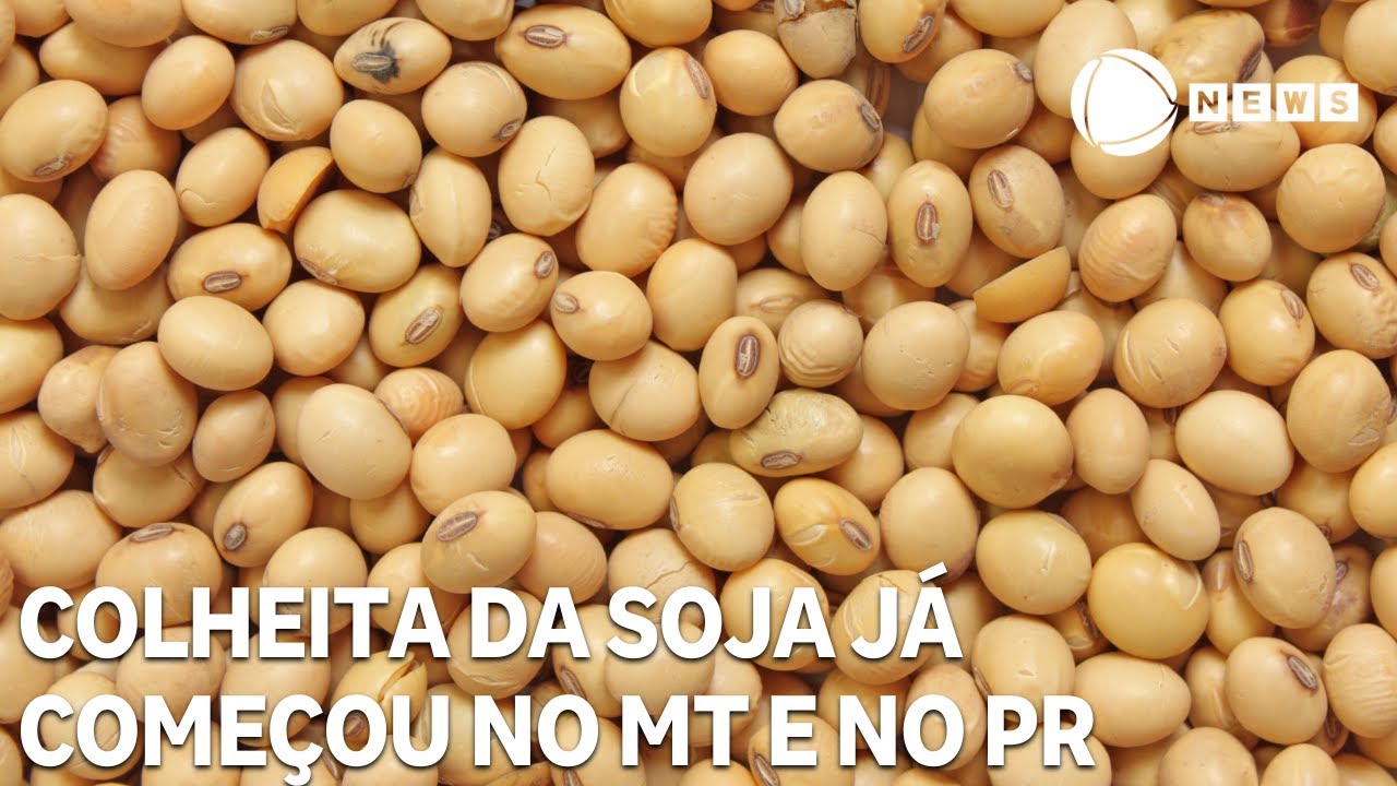 Colheita de soja já começou no Mato Grosso e no Paraná
