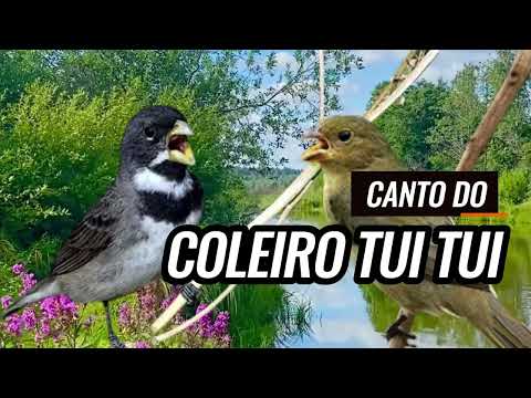 CANTO DO COLEIRO TUI TUI ABRINDO TUDO