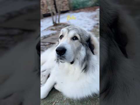 Belle ベル #greatpyrenees #todaysrunrun #グレートピレニーズ #今日のルンルン