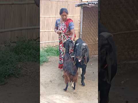 two goat enjoying the beatufull moment jun11  ep2 animal lover #shortvideo #sorts #shortsvideo