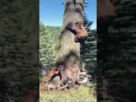 #Dogs#animalsvideo #shortvideo