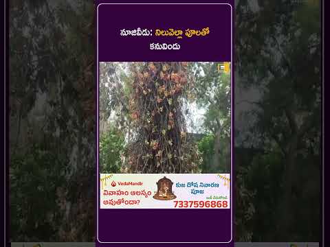 నూజివీడు: నిలువెల్లా పూలతో కనువిందు