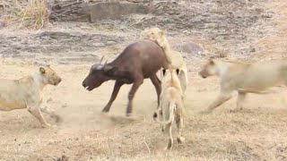 Lions Take Down 3 Buffaloes in Just 15 Minutes!