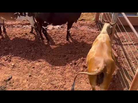 LOTE 04
