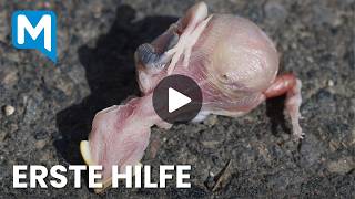 Experte warnt: Diese gut gemeinten Fehler schaden einem gefundenen Jungvogel am meisten