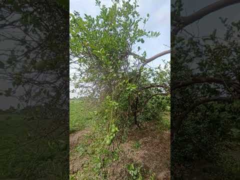 #shortvideo #viralvideo #new #song #gujarati #viral #song