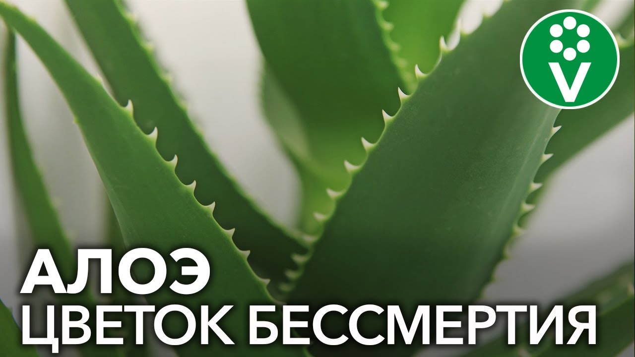 Вся правда об алоэ. Польза, вред, правила применения