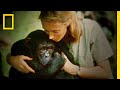 Chimpanzee Research and Jane Goodall