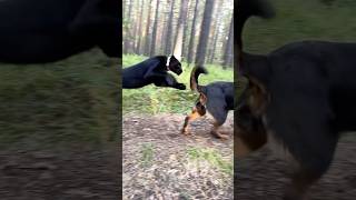 It's fantastic how gentle Luna is in her play with Venza ❤️