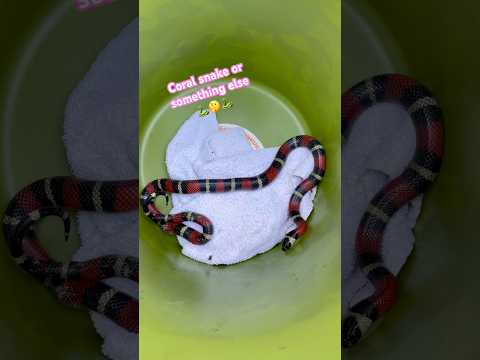 “Red and Yellow…..or is it Black and Red?” Coral Snake or not 🤔 #snake #venom #nature #wildlife