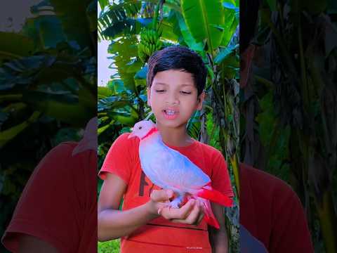 বন্ধুত্ব কাটুস🕊️❤️Animals#birds #pigeon#shorthistory#viralvideo #katuskutus#pigeon#কবুতর#katuskutus