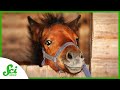 Understanding Horse Domestication and Early European Settlements