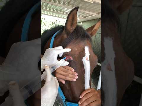 October 17, 2025#horse #equestrian