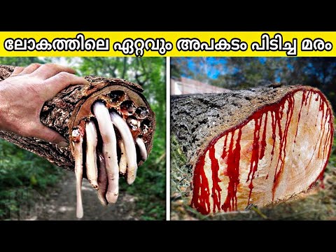 10 Most Dangerous Trees You Should Never Touch !