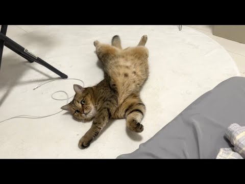 猫の動画サムネイル - 【猫好きあるある】猫のカラダに文字を書くのやるよね？
