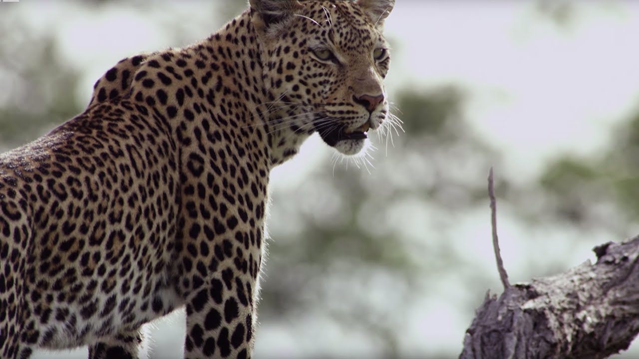 Leopard Mother Rescues Cub from Wild Dogs BBC Earth