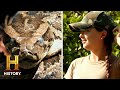 Python Problem in the Everglades