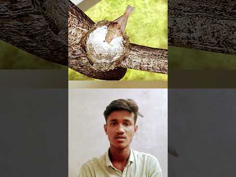 चिड़िया सिगरेट के टुकड़े को क्यों चुनती है। 😱#youtubeshorts #animallife