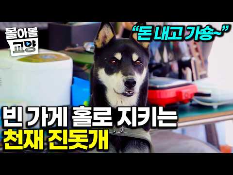 <strong>추억의</strong> 만물상 홀로 지키는 잘생긴 진돗개｜진짜 사장님 정체는 설쌤도 놀란 산책 천재 할머니? #몰아볼교양