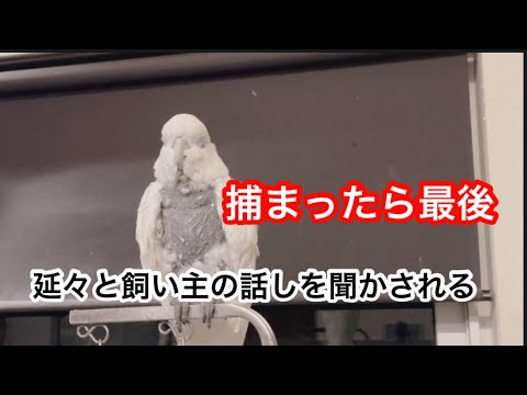 「NO1」ガブさんに話しを聞いてもらいたい寂し〜い飼い主の最強説