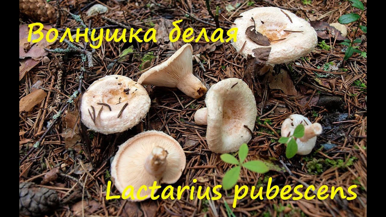 Белая волнушка - сестра Розовой волнушки