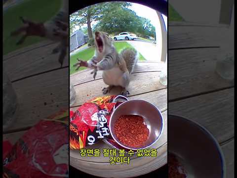 카메라에 찍힌 웃긴 장면, 매운맛에 당한 쥐