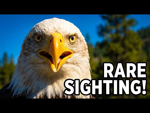Shocking Footage of Baby Eagles Feeding — Eagles Live Cam