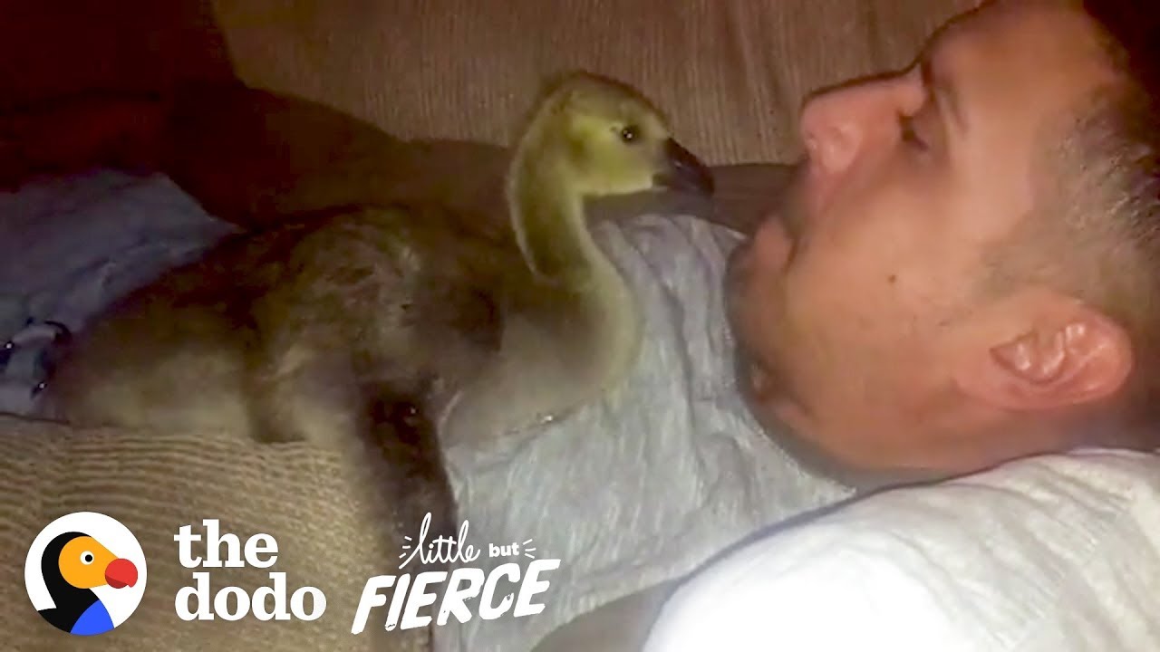 Baby Goose Won't Leave The Side Of The Guy Who Rescued Him Little But Fierce
