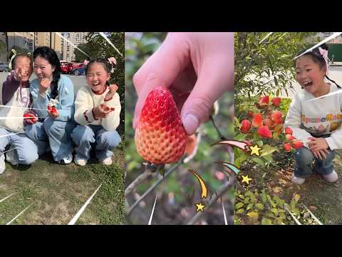 What an amazing strawberry harvest!
