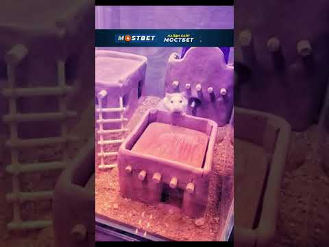 ЭТО САМЫЕ УДИВИТЕЛЬНЫЕ ВЕЩИ В МИРЕ…🌍