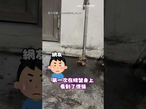 【差點變蟹堡】偶遇螃蟹過馬路 興奮拍下→目擊車禍｜動物｜旗津｜螃蟹｜汽車｜驚險