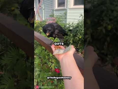 How To Train Wild Crows