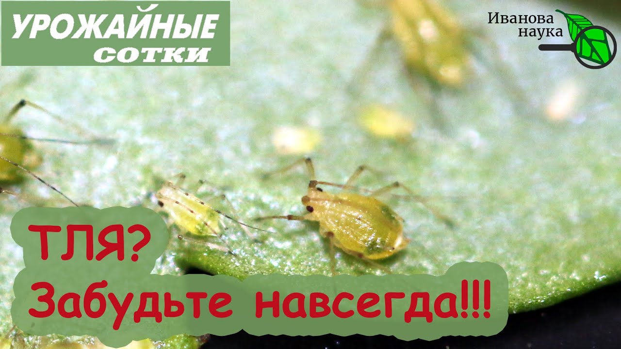 Без химии! Тля боится этого как огня! Рецепт от тли на все времена!