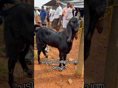 ഈ ആട് 40 കിലോ ഇറച്ചി ഉണ്ടാകും #shorts #adufarm #malabariadu #aduvalarthal