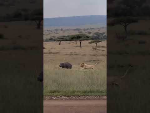 Lion hunting hippopotamus alone #wildlifeentertainment #animallife #lion #animals #nature