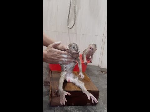 Daddy taking shower for monkeys Bryyan and Icy after that they are so happy to play around